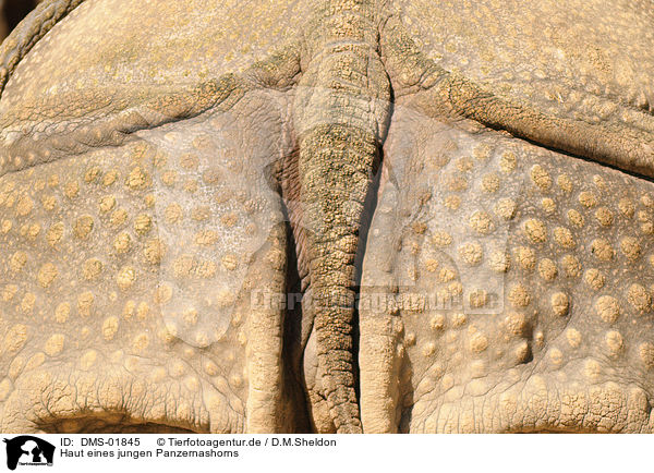 Haut eines jungen Panzernashorns / young great one-horned rhinoceros skin / DMS-01845