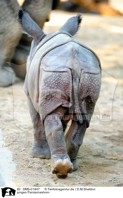 junges Panzernashorn / young great one-horned rhinoceros / DMS-01847