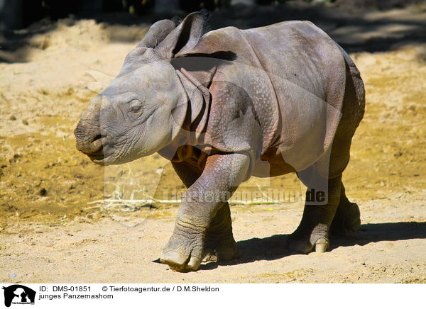 junges Panzernashorn / young great one-horned rhinoceros / DMS-01851