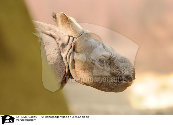 Panzernashorn / great one-horned rhinoceros / DMS-03860