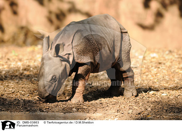 Panzernashorn / great one-horned rhinoceros / DMS-03863