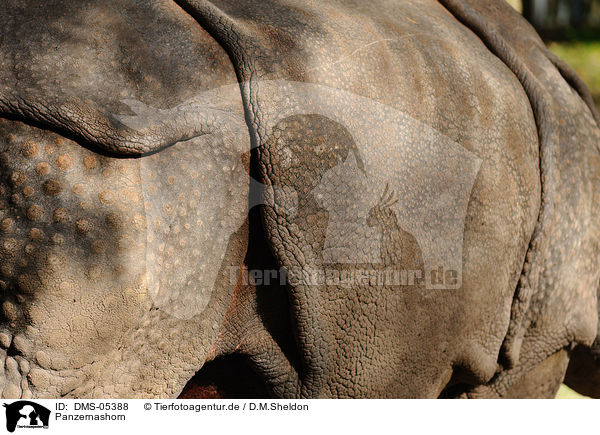 Panzernashorn / great one-horned rhinoceros / DMS-05388