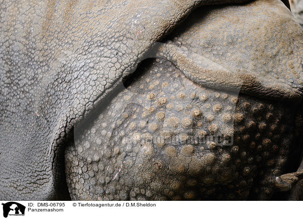 Panzernashorn / great one-horned rhino / DMS-06795