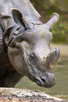Panzernashorn