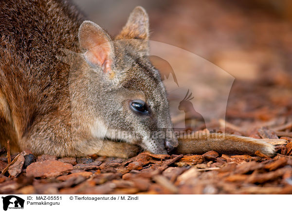 Parmaknguru / Parmawallaby / MAZ-05551