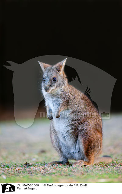 Parmaknguru / Parmawallaby / MAZ-05560