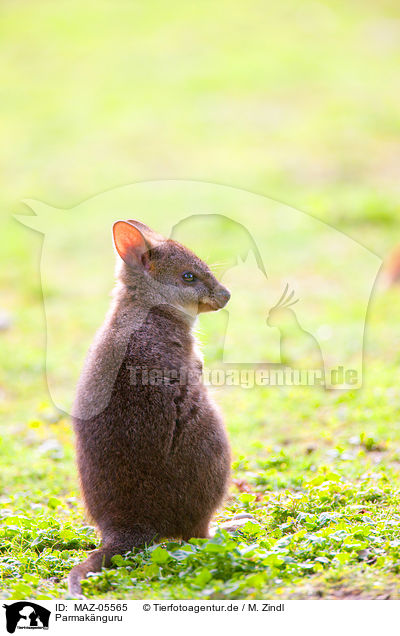 Parmaknguru / Parmawallaby / MAZ-05565