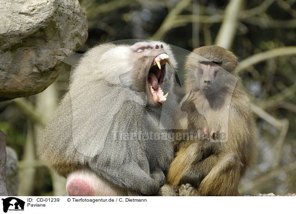 Paviane / baboons / CD-01239