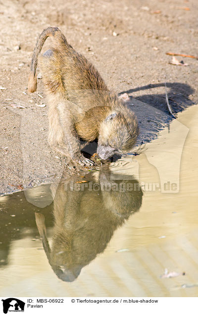 Pavian / baboon / MBS-06922