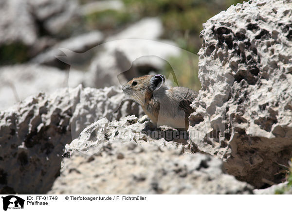 Pfeifhase / FF-01749