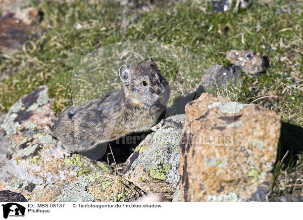 Pfeifhase / MBS-08137