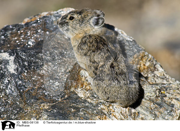 Pfeifhase / Pika / MBS-08138