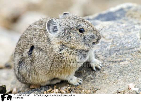 Pfeifhase / MBS-08145