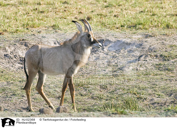 Pferdeantilope / Roan antelope / HJ-02368