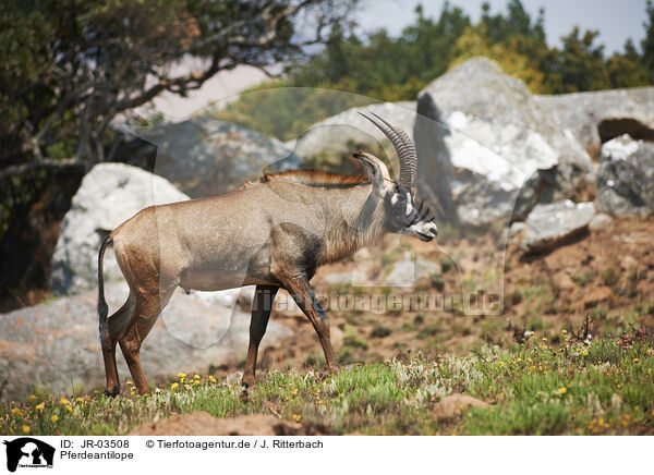 Pferdeantilope / Roan antelope / JR-03508