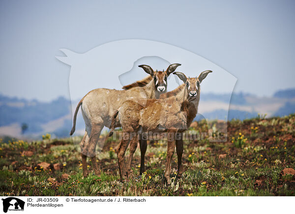 Pferdeantilopen / Roan antelopes / JR-03509