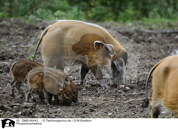 Pinselohrschweine / bush pigs / DMS-06442