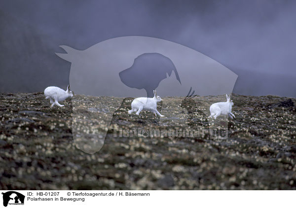 Polarhasen in Bewegung / arctic hares in action / HB-01207