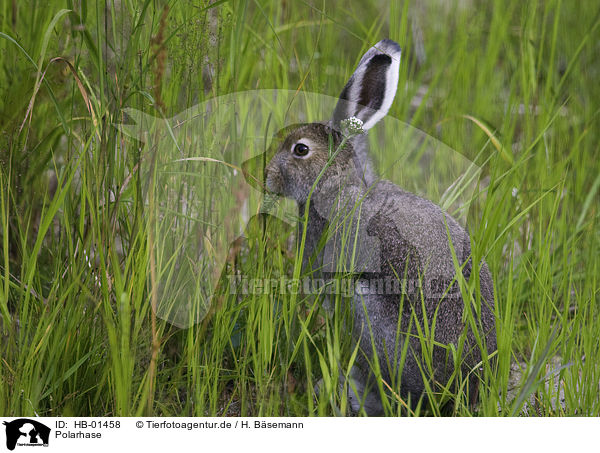 Polarhase / arctic hare / HB-01458