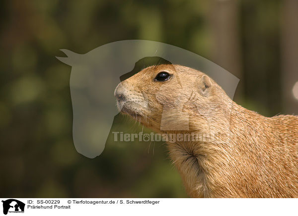 Prriehund Portrait / prairie dog portrait / SS-00229