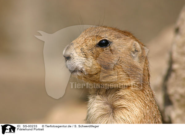 Prriehund Portrait / SS-00233