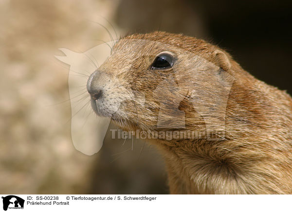 Prriehund Portrait / prairie dog portrait / SS-00238