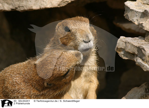 2 Prriehunde / 2 prairie dogs / SS-00241