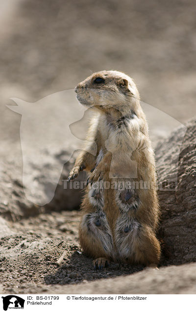 Pr�riehund / BS-01799