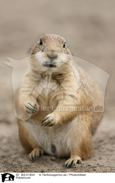 Prriehund / prairie dog / BS-01804