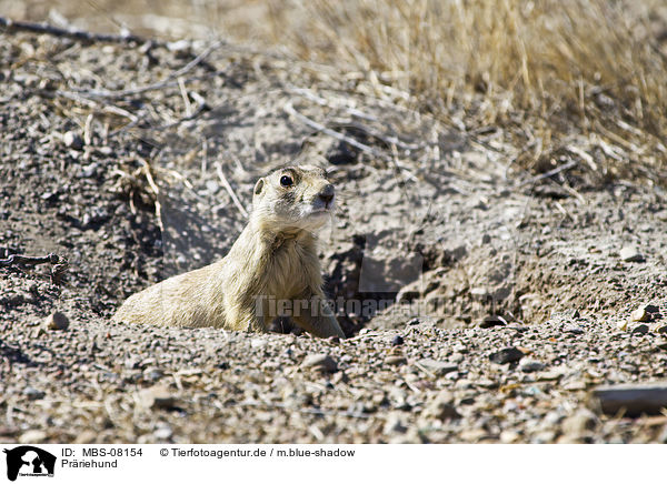 Prriehund / MBS-08154