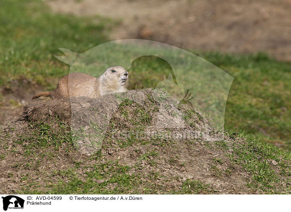 Prriehund / AVD-04599