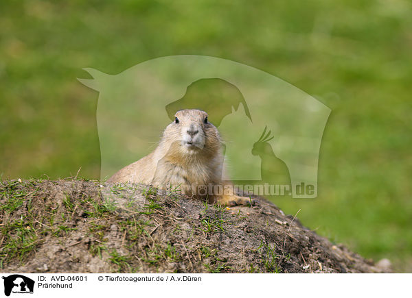 Prriehund / prairie dog / AVD-04601