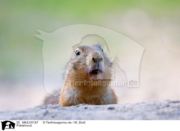 Prriehund / MAZ-05187