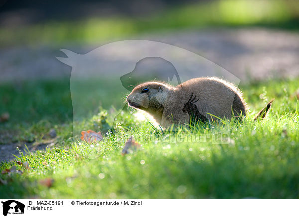 Prriehund / MAZ-05191