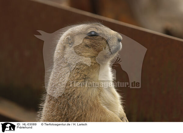 Prriehund / prairie dog / HL-03089