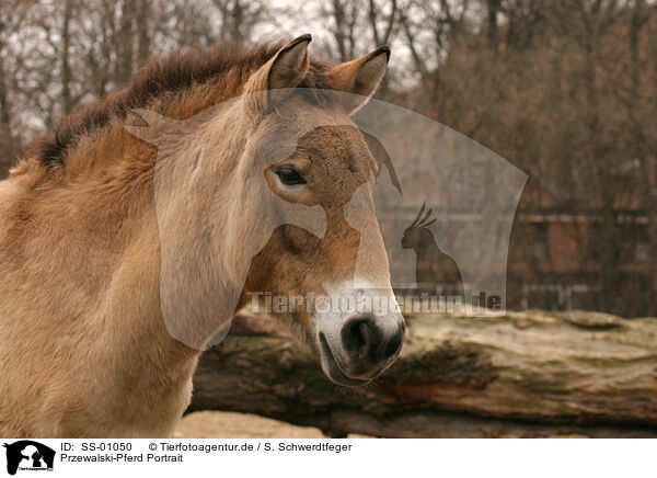 Przewalski-Pferd Portrait / SS-01050