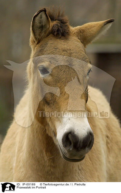 Przewalski im Portrait / IP-00189