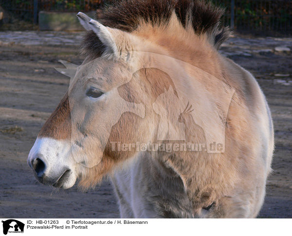 Przewalski-Pferd im Portrait / HB-01263