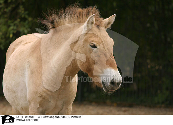 Przewalski-Pferd / Przewalski's horse / IP-01568