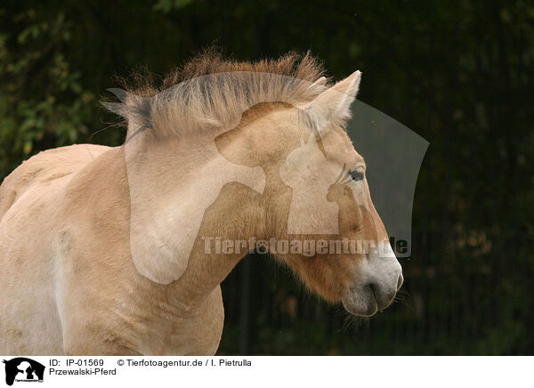 Przewalski-Pferd / Przewalski's horse / IP-01569