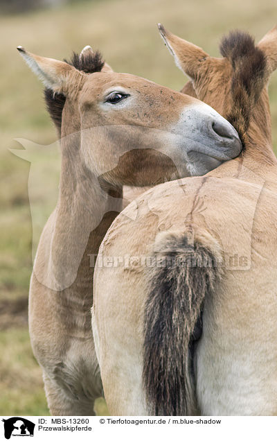 Przewalskipferde / MBS-13260