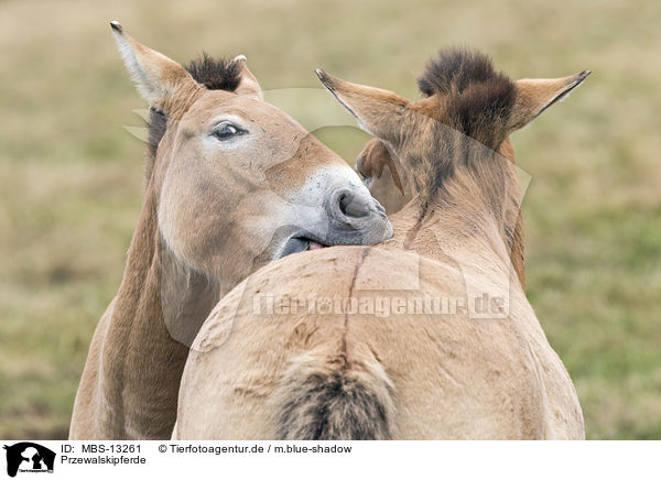 Przewalskipferde / MBS-13261