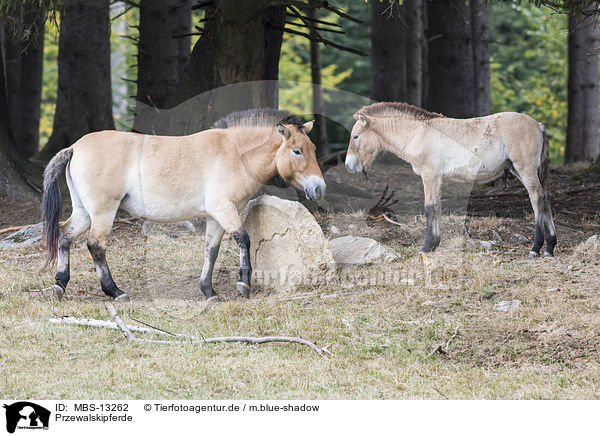 Przewalskipferde / Asian wild horses / MBS-13262