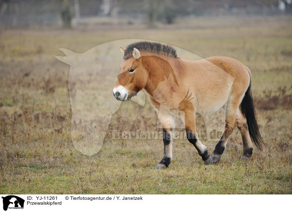 Przewalskipferd / Asian wild horse / YJ-11261
