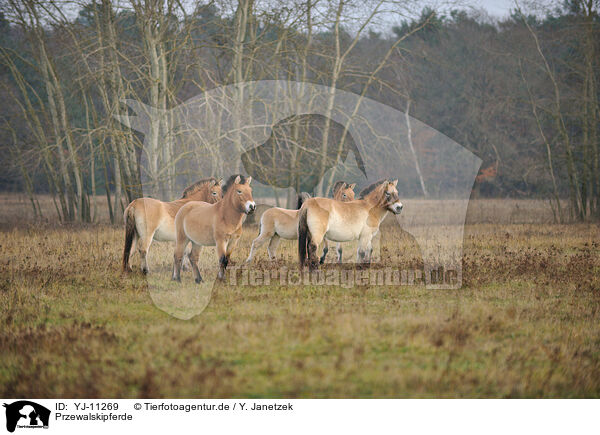 Przewalskipferde / Asian wild horses / YJ-11269