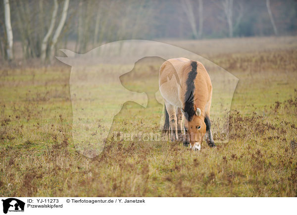 Przewalskipferd / Asian wild horse / YJ-11273