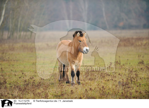 Przewalskipferd / Asian wild horse / YJ-11275