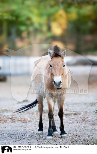 Przewalskipferd / Asian wild horse / MAZ-05591