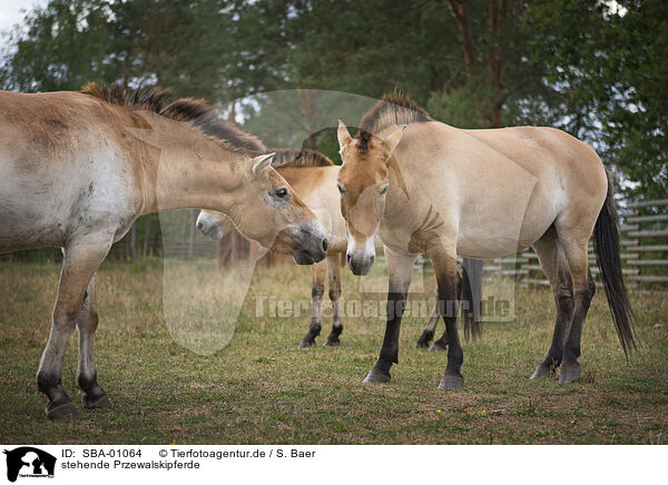 stehende Przewalskipferde / standing Asian Wild Horses / SBA-01064