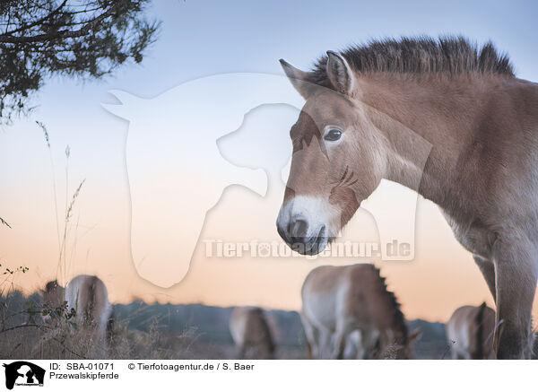 Przewalskipferde / Asian Wild Horses / SBA-01071